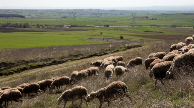 τσιάρας-συστήνεται-επιστημονική-επι-563877712