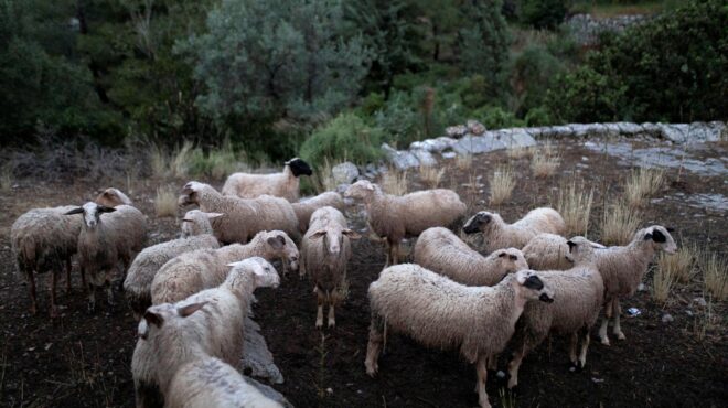 ευλογιά-των-προβάτων-στον-εισαγγελέα-563860135