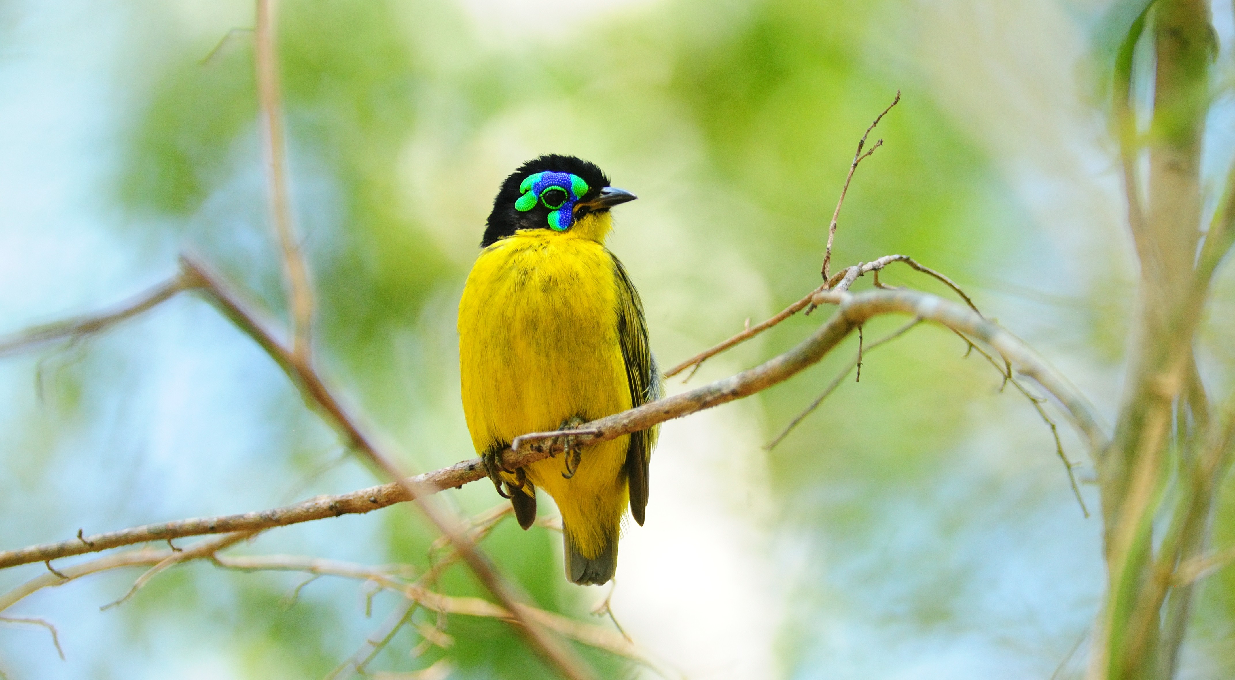 Απειλούμενα είδη: «Καμπανάκι» των επιστημόνων για πτηνά και φώκιες-1