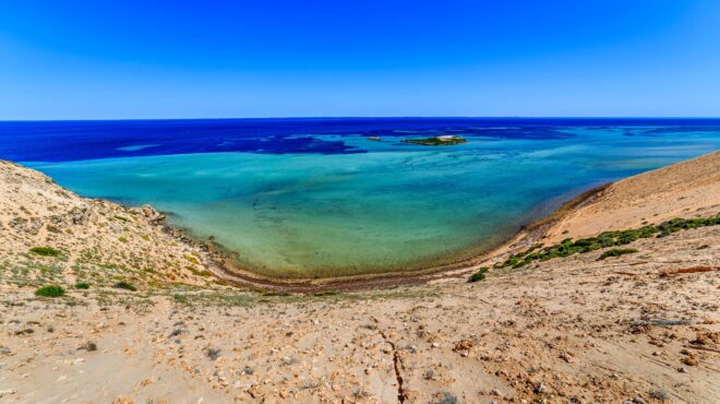 πορσελάνινος-κάβουρας-και-καρχαρίας-563879185