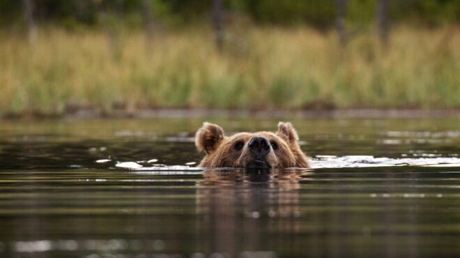 κοζάνη-αρκούδα-διέσχισε-κολυμπώντας-563872861