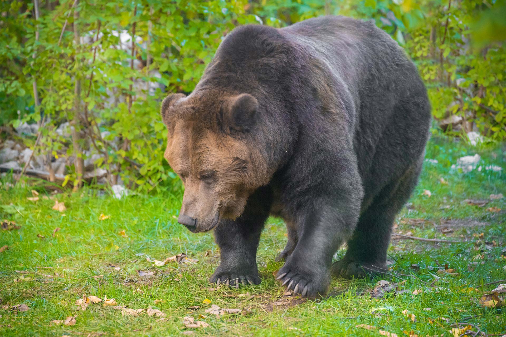Eθνικό Πάρκο Αμπρούτσο: Το ιταλικό πρότυπο οικοτουρισμού-4