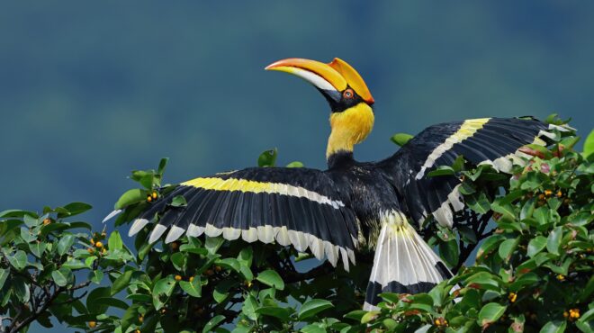 απειλούμενα-είδη-καμπανάκι-των-επι-563859775