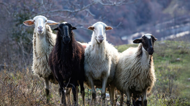 ευλογιά-αιγοπροβάτων-πιέσεις-από-την-563851879