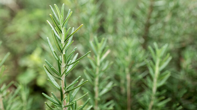 συνταξιούχος-πέρασε-επτά-ώρες-στο-τμή-563883190