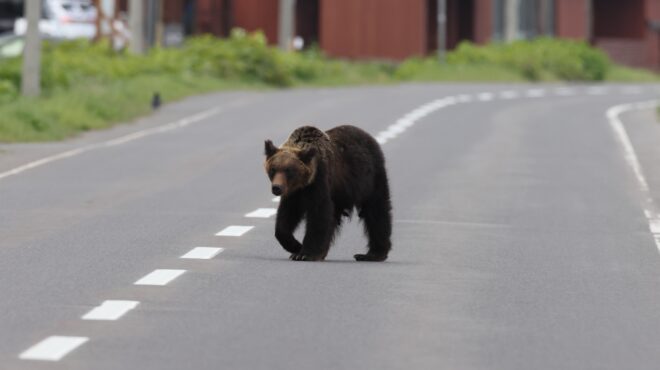 ιαπωνία-περιφερειάρχης-ζητά-εξόντω-563889529