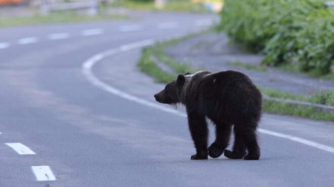 ιαπωνία-η-κυβέρνηση-σχεδιάζει-να-προσ-563895751