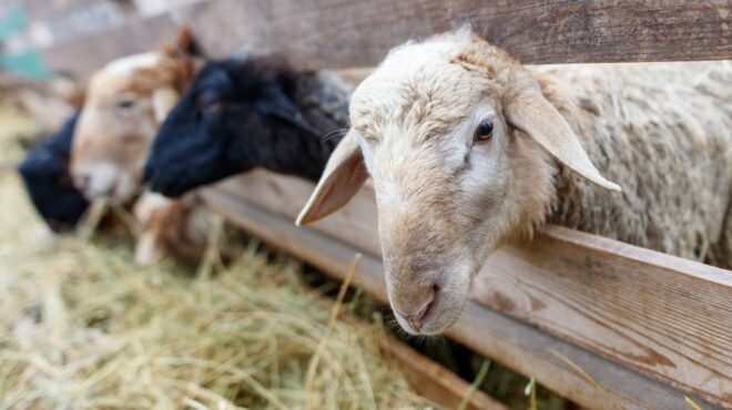 σε-έξαρση-τα-κρούσματα-ευλογιάς-των-πρ-563860027