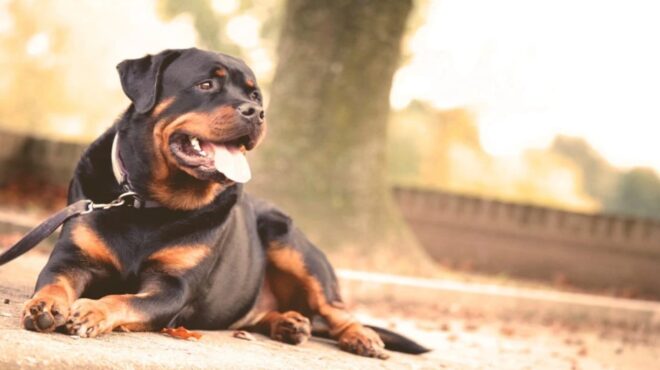 μεσσηνία-στο-κατ-μεταφέρεται-o-76χρονος-563897566