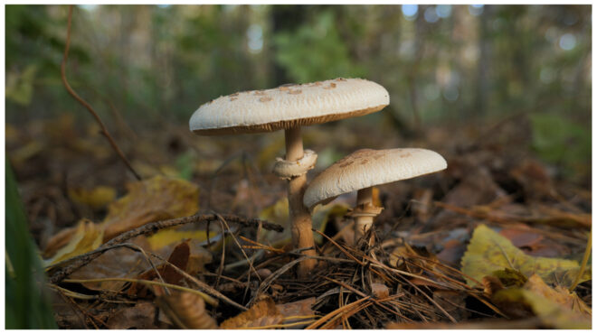 ο-πατέρας-μου-μάζεψε-τα-μανιτάρια-από-563934238