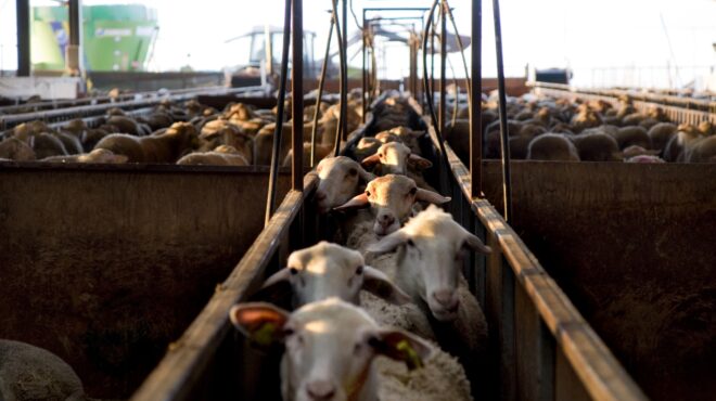 τα-κοπάδια-αποδεκατίστηκαν-το-γάλα-έμ-563935579