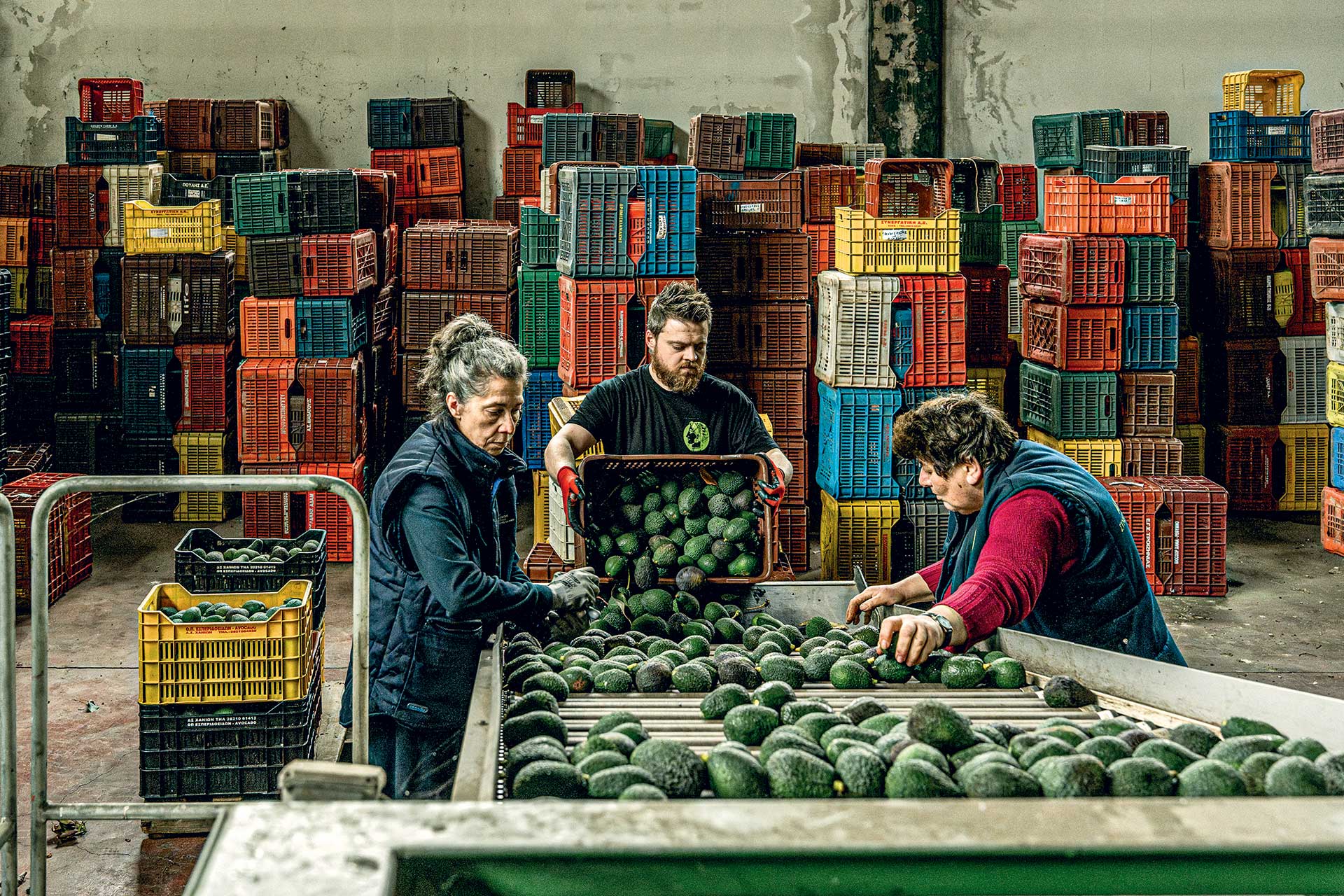 Αβοκάντο: Το φρούτο που άλλαξε το τοπίο στην Κρήτη-5