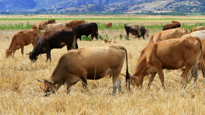 πού-κόλλησαν-οι-αγροτικές-επιδοτήσ-563926747