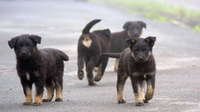 η-κωνσταντινούπολη-απαγορεύει-το-τάι-563938525