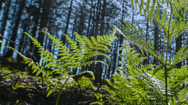 στα-τυφλά-γίνονται-οι-αναδασώσεις-563939956