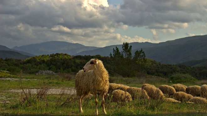 λαθρεμπόριο-εμβολίων-για-την-ευλογιά-563949334
