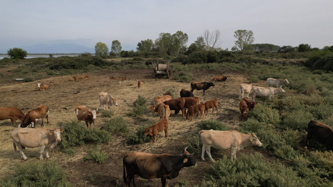 στις-συμπληγάδες-βρυξελλών-κάμπου-563897701