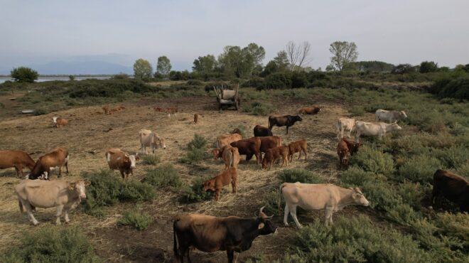 στις-συμπληγάδες-βρυξελλών-κάμπου-563897701