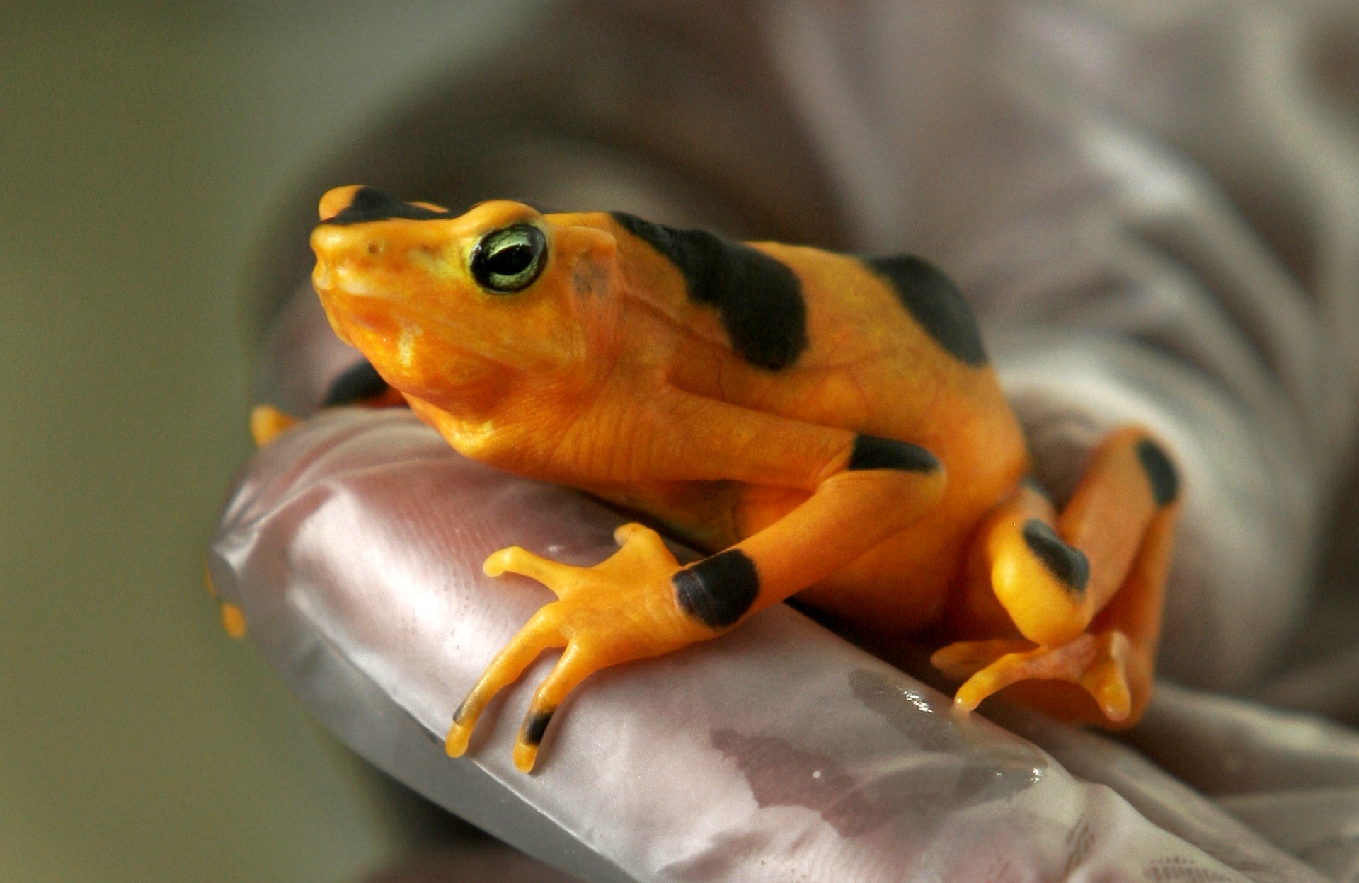 Πώς η εξαφάνιση των βατράχων εκτόξευσε τα κρούσματα ελονοσίας στους ανθρώπους-1