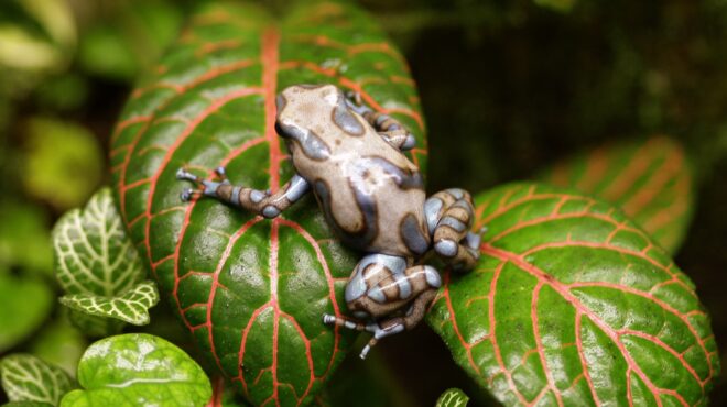 πώς-η-εξαφάνιση-των-βατράχων-εκτόξευσ-563921107