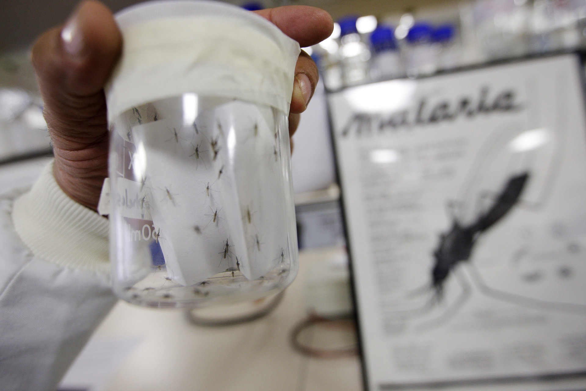 Πώς η εξαφάνιση των βατράχων εκτόξευσε τα κρούσματα ελονοσίας στους ανθρώπους-2