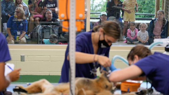 οταν-μεγαλώσω-θα-γίνω-κτηνίατρος-563925646