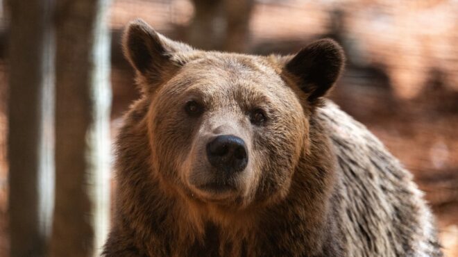 καναδάς-εντεκα-τραυματίες-μεταξύ-του-563933551