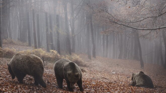 αρκούδα-λύκε-είστε-εδώ-στο-περιοδικ-563946481