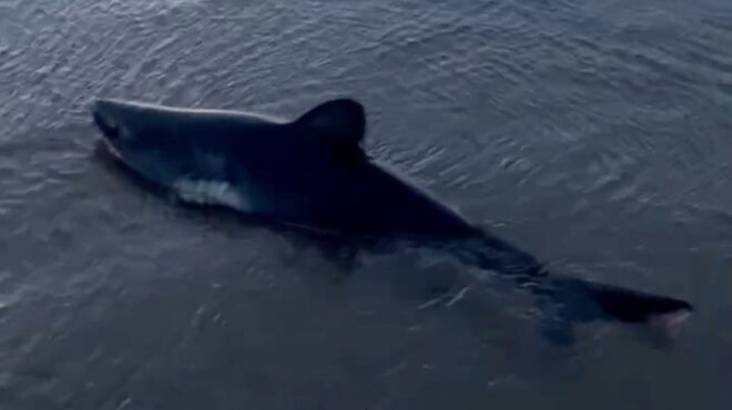 ηπα-γυναίκα-διασώζει-αληθινό-baby-shark-βίντε-563908420