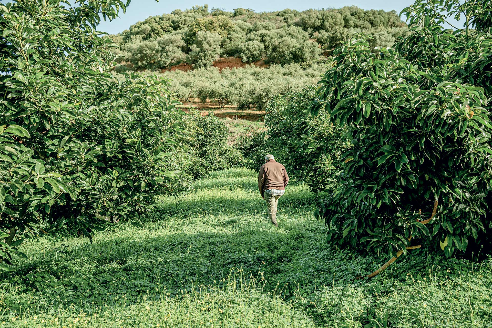 Αβοκάντο: Το φρούτο που άλλαξε το τοπίο στην Κρήτη-6