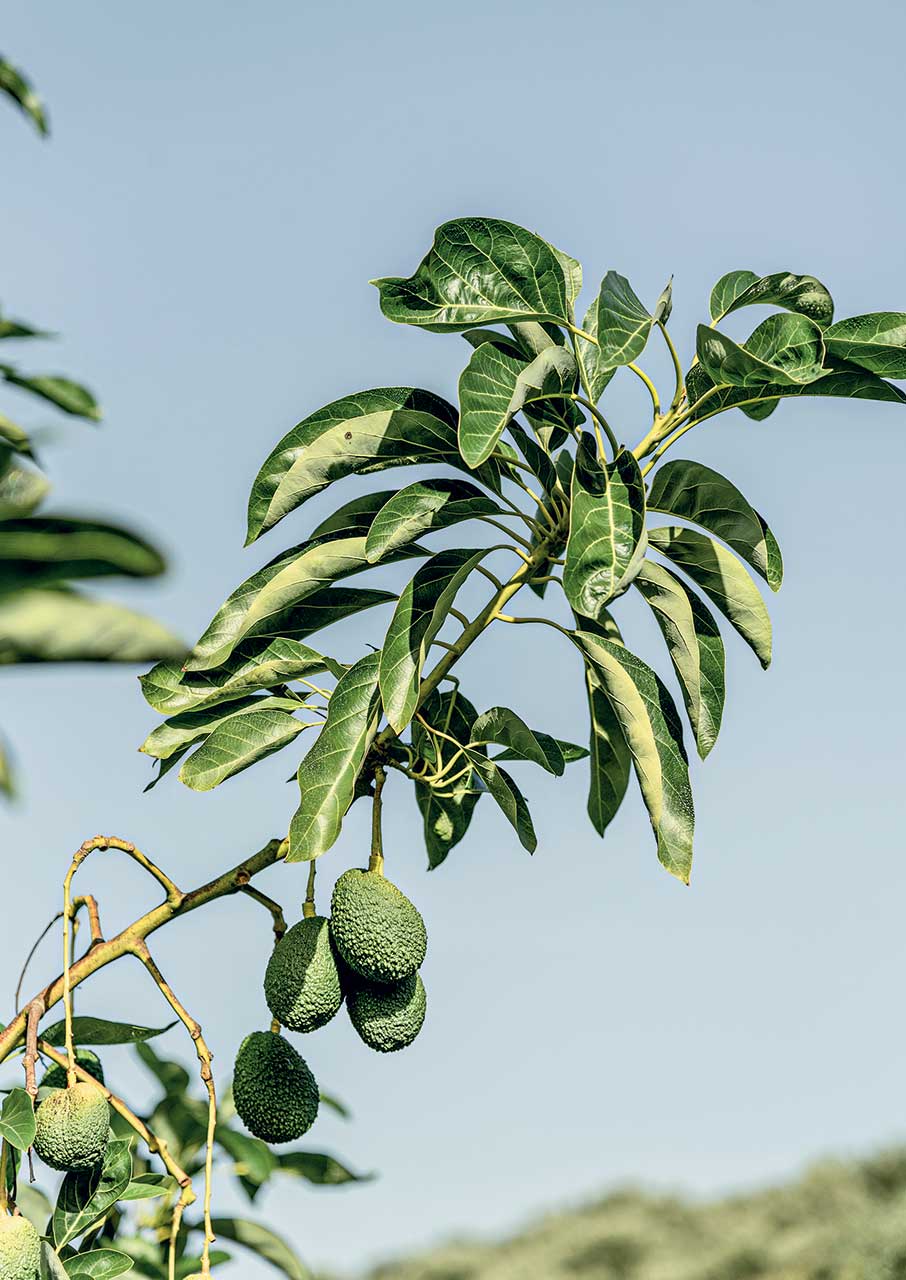 Αβοκάντο: Το φρούτο που άλλαξε το τοπίο στην Κρήτη-1