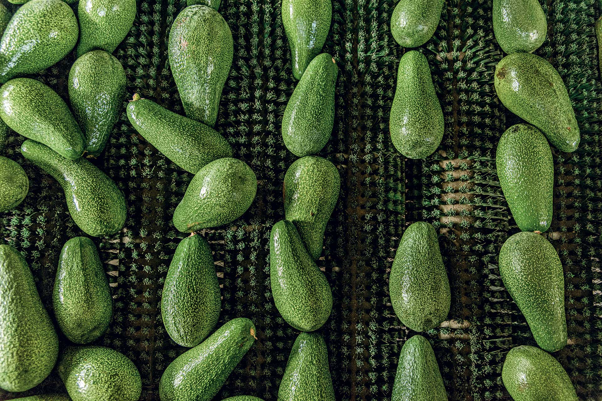 αβοκάντο-το-φρούτο-που-άλλαξε-το-τοπίο-563929105