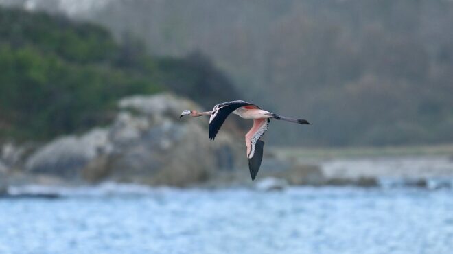 το-φλαμίγκο-που-κέρδισε-την-ελευθερία-563918641