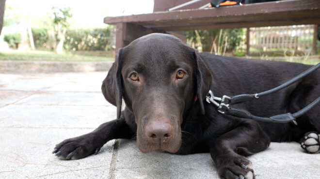 οι-σκύλοι-που-γίνονται-τα-μάτια-των-α-563934106