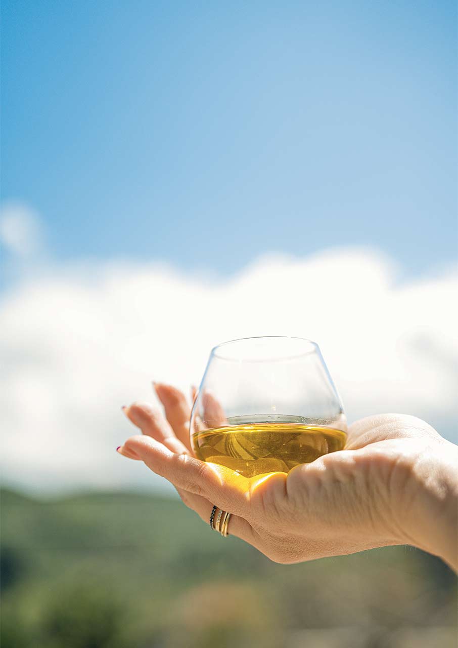 Κολυμβάρι: Η αναγέννηση του κρητικού ελαιώνα-2