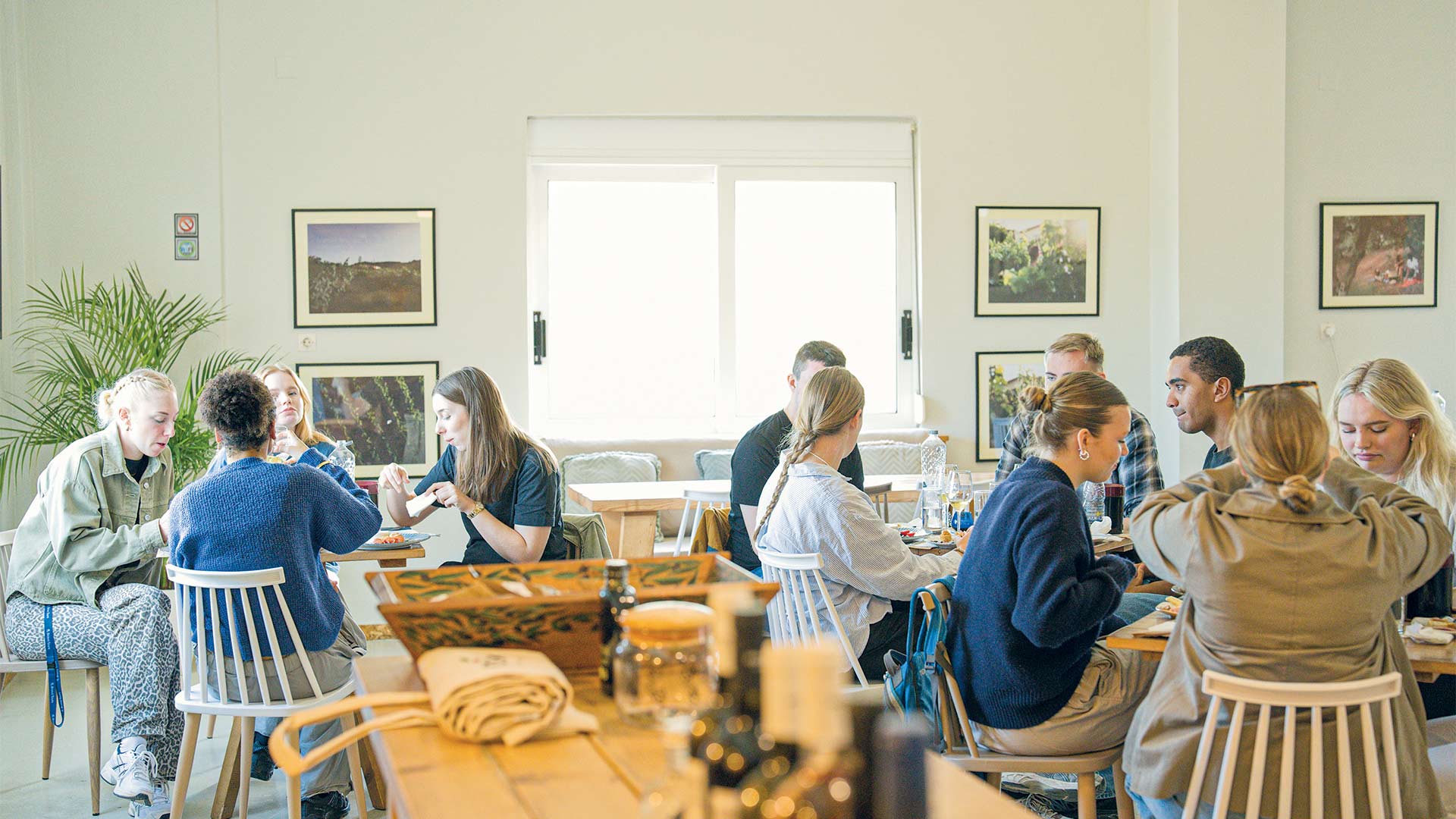 Κολυμβάρι: Η αναγέννηση του κρητικού ελαιώνα-1