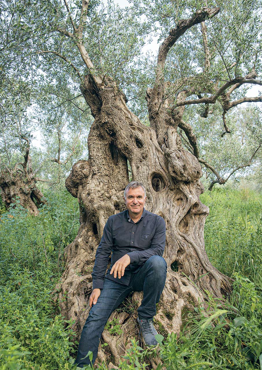Κολυμβάρι: Η αναγέννηση του κρητικού ελαιώνα-3