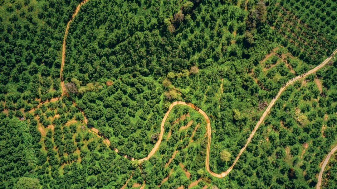 κολυμβάρι-η-αναγέννηση-του-κρητικού-ε-563900008