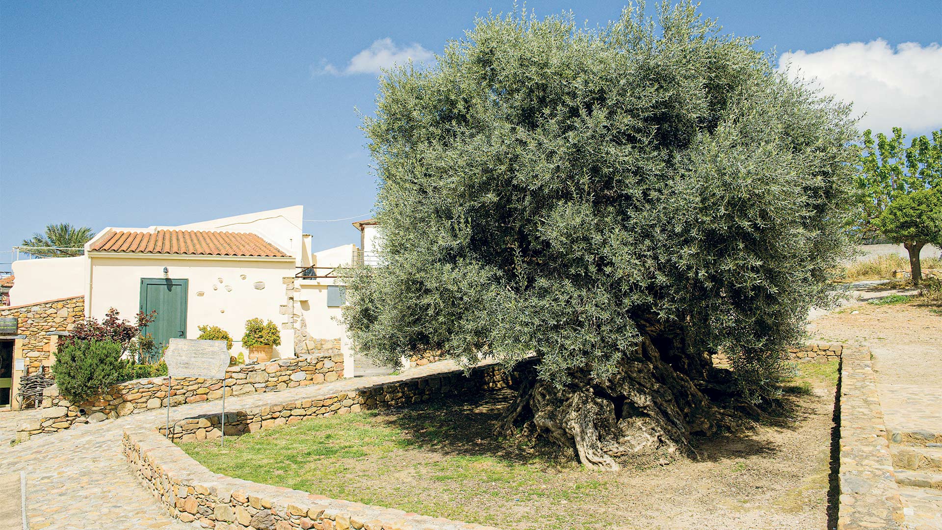 Κολυμβάρι: Η αναγέννηση του κρητικού ελαιώνα-5