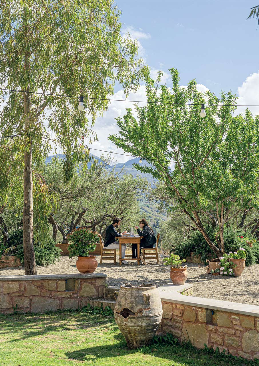 Κολυμβάρι: Η αναγέννηση του κρητικού ελαιώνα-7