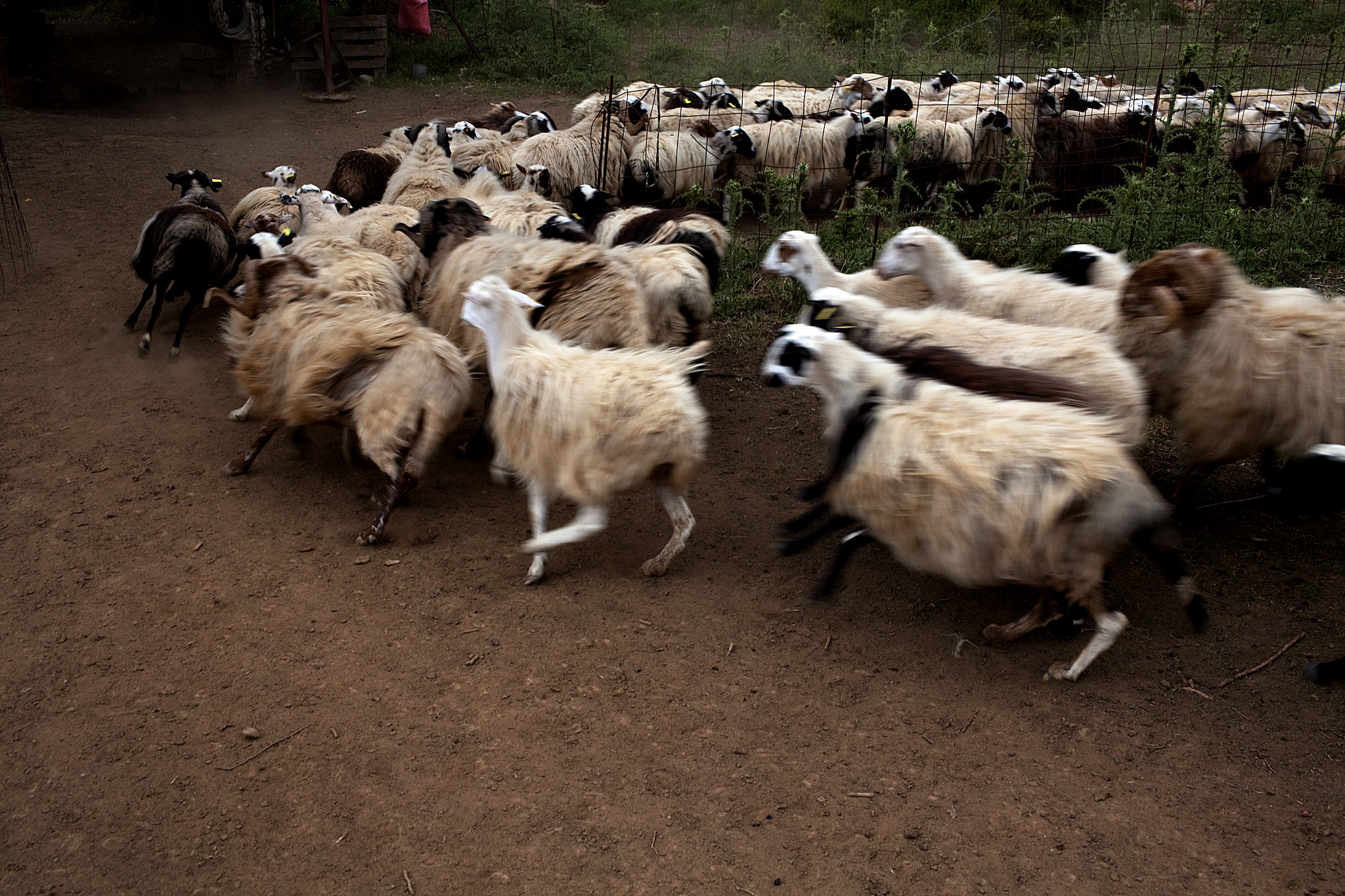 Το κοπέλι με το πιστόλι κάτω από το μαξιλάρι-6
