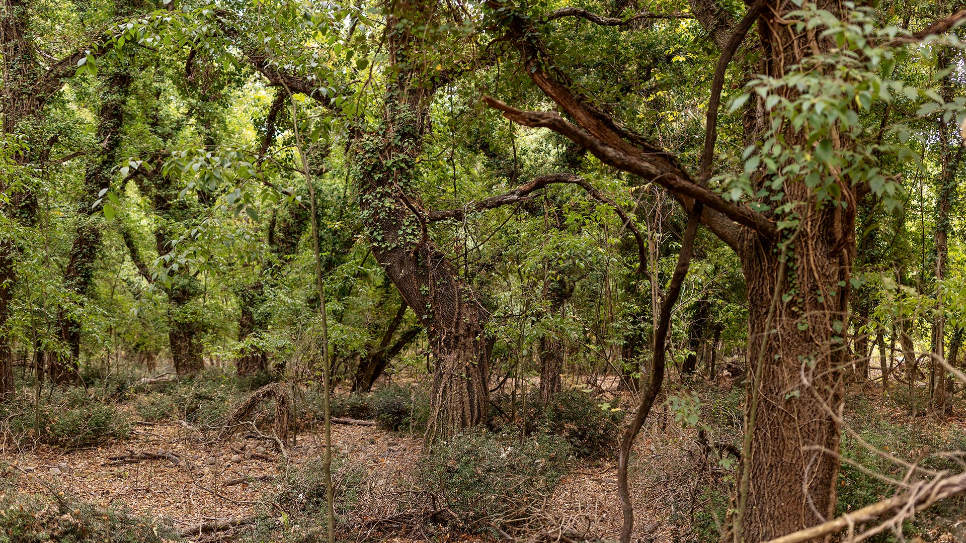 Νέστος, ο ζωντανός ποταμός της Θράκης-4