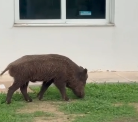 αγριογούρουνα-εμφανίστηκαν-στο-ψυχι-563905159