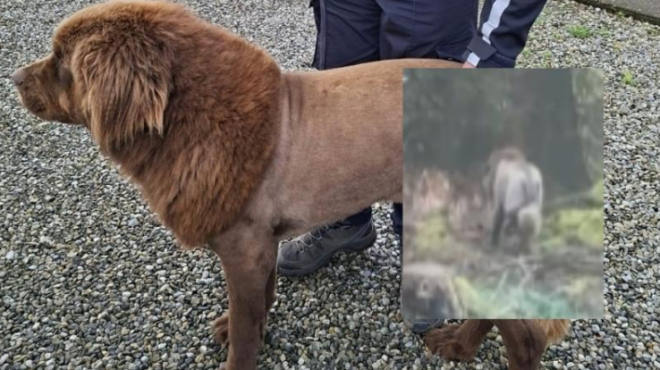 ιρλανδία-το-λιοντάρι-στο-δάσος-αποδ-563908582