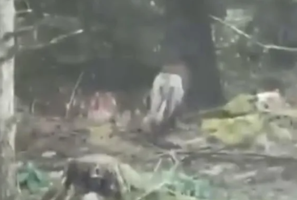 Ιρλανδία: Το «λιοντάρι» στο δάσος αποδείχτηκε σκύλος με… επιθετικό κούρεμα-1