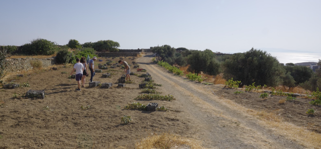 Οι επιβαρυμένοι κυκλαδίτικοι πόροι πιέζονται: η περίπτωση της Σίφνου-2