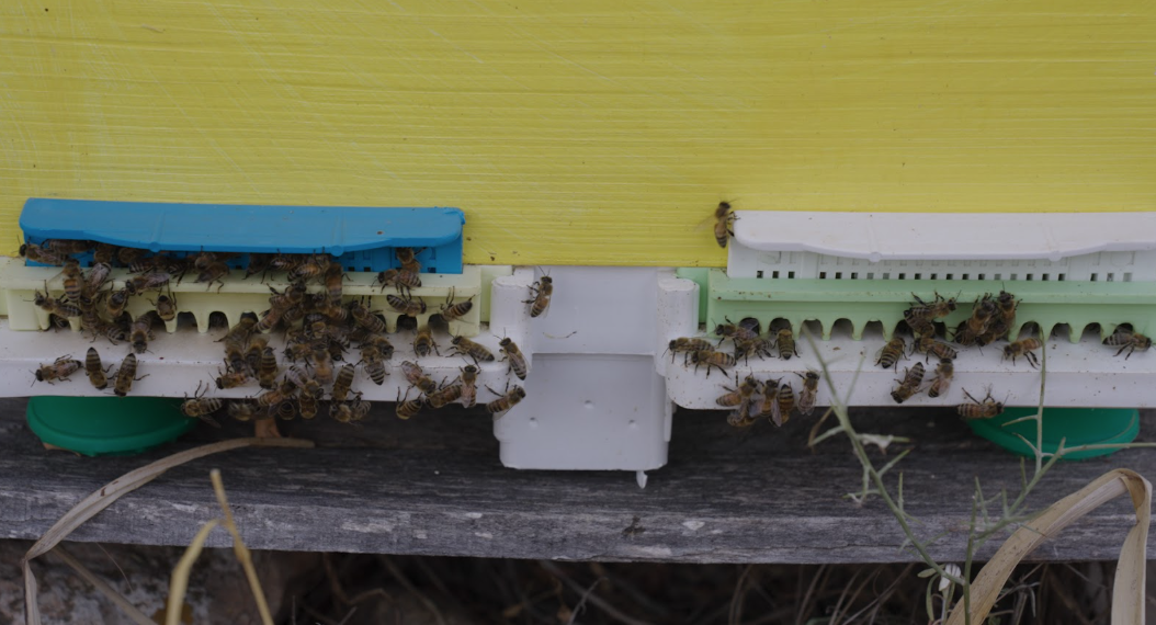 Η πολιτιστική και κοινωνική ταυτότητα των Κυκλάδων αμβλύνεται: η περίπτωση της Σίφνου-3