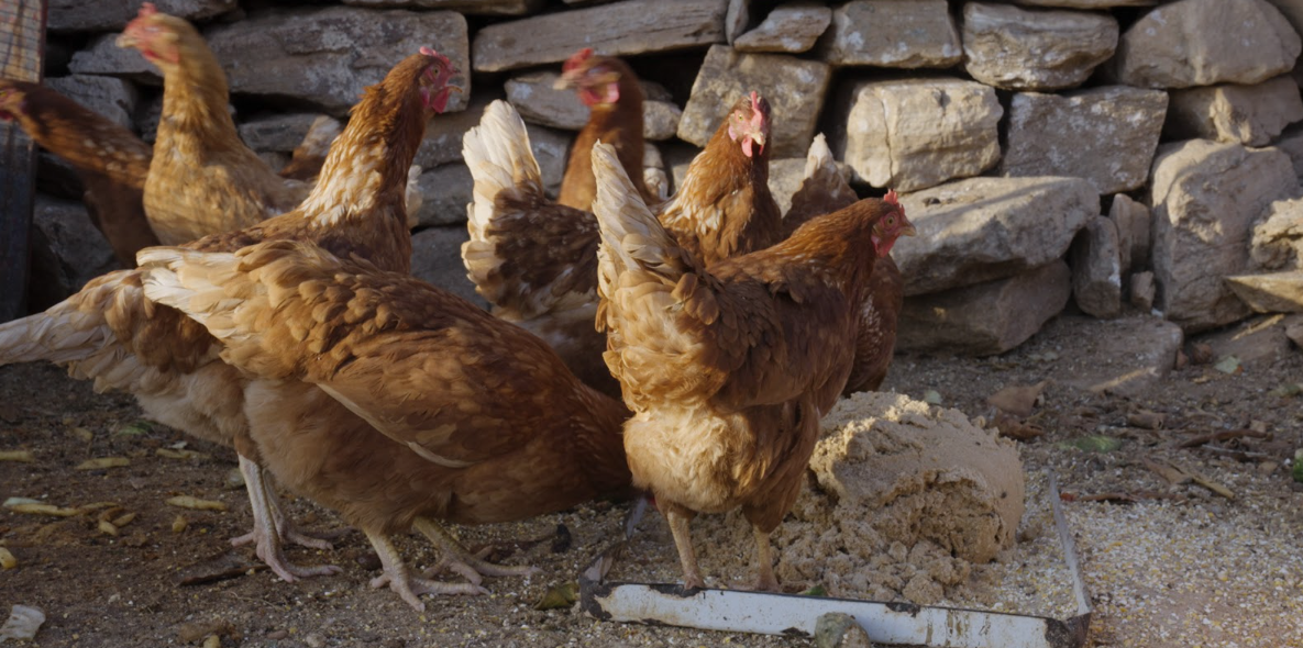 Το κυκλαδίτικο τοπίο μεταμορφώνεται: η περίπτωση της Σίφνου-3