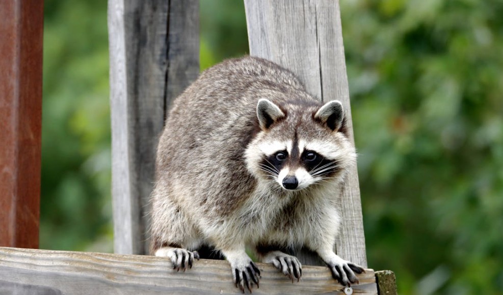 Τα ρακούν θέλουν να τα υιοθετήσουμε-1