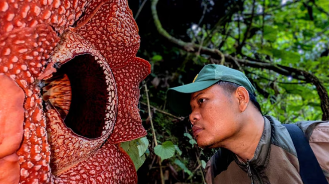 ανακάλυψε-σπάνιο-λουλούδι-μετά-από-13-χρ-563942227